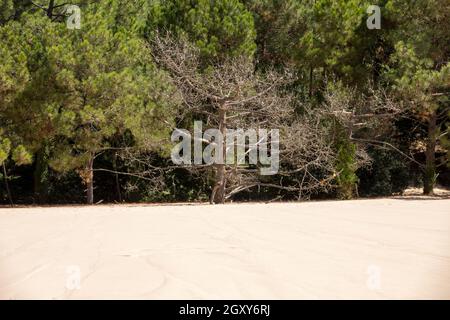 Erosion of trees on the edge of the Dune of Pilat, the tallest sand dune in Europe. La Teste-de-Buch, Arcachon Bay, Aquitaine, France Stock Photo