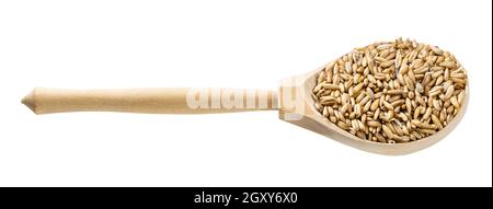 wooden spoon with unpolished oat grains isolated on white background Stock Photo