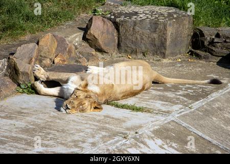 The resting Asiatic Lion - Panthera leo persica, in captivity. Stock Photo