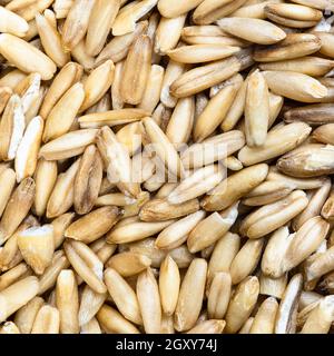 square food background - raw unpolished oat grains close up Stock Photo