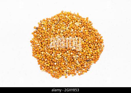 top view of pile of chumiza siberian millet seeds close up on gray ceramic plate Stock Photo