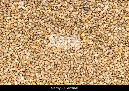 food background - whole-grain barnyard millet seeds close up Stock Photo