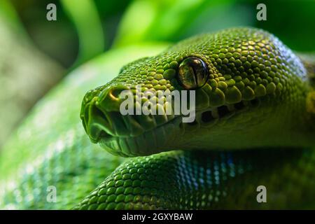 Green tree python (Morelia viridis) close-up. Portrait art. Stock Photo