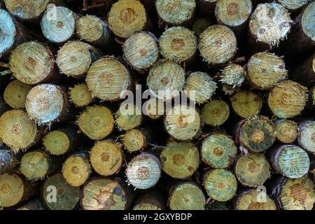 A pile of cut trees. Stumps as background. Stock Photo