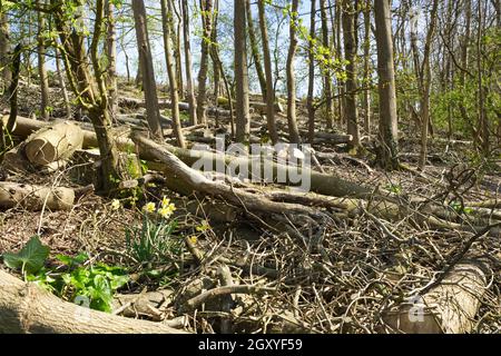 Ash trees (Fraxinus excelsior) cut down due to Ash die back disease. Cissbury Ring, South Downs, Worthing, West Sussex, England Stock Photo