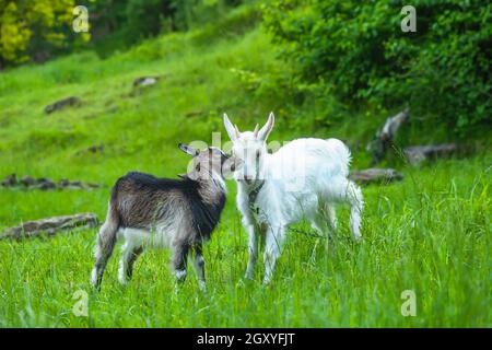 Pair of little goat kids playing in summer pasture. Spring landscape with two playful funny goatling in green field. Horned Saanen on pet leash and ba Stock Photo