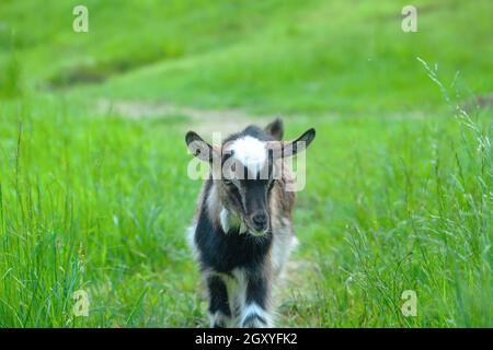 Sweet little goat kid face in summer pasture closeup. Spring landscape with cute goatling head in green field. Baby nigerian dwarf goat outdoors close Stock Photo