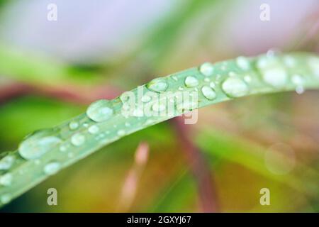 Macro shot of water drops on grass Stock Photo