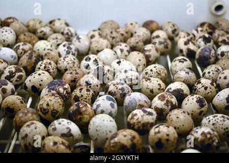 quail eggs in wooden bowl isolated on white background cutout Stock Photo