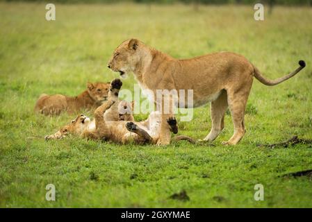 Lion cub lies on back with mother Stock Photo