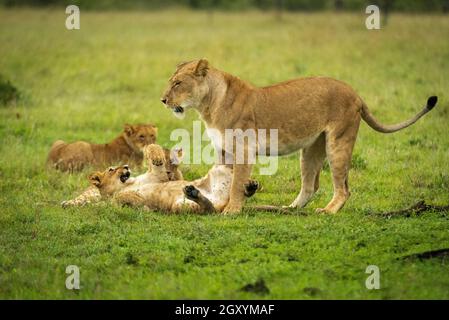 Lion cub lies on back near mother Stock Photo