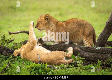 Lion cub lies on back pawing another Stock Photo