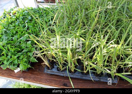 Annual grasses growing in seedling starter trays. Stock Photo