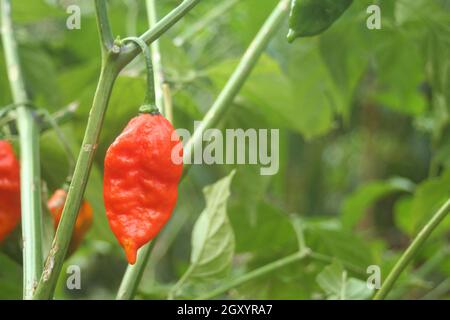 Bhut Jolokia or Ghost Chili ripening on plant in Garden Bhut Jolokia or Ghost Chili ripening on plant in Garden
