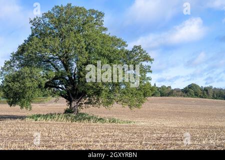 Sweetcorn Maize Crop Harvest  in large field with single Oak tree Stock Photo