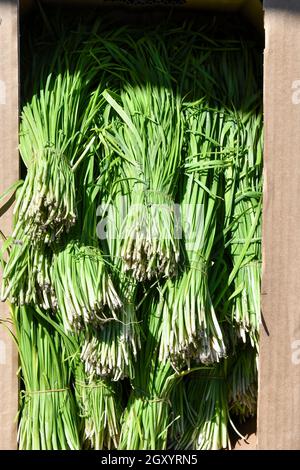 Bunches of green onions on display at a farmer market Stock Photo - Alamy
