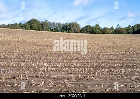 Sweetcorn Maize Crop Harvest  in large field with single Oak tree Stock Photo