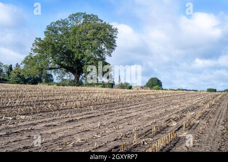 Sweetcorn Maize Crop Harvest  in large field with single Oak tree Stock Photo