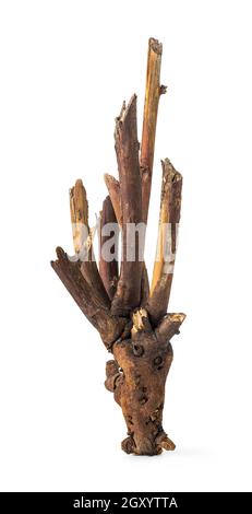 Old dry snag isolated on a white background Stock Photo