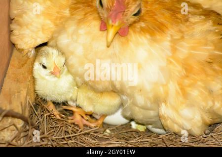 The hen are hatching eggs in coops Stock Photo - Alamy
