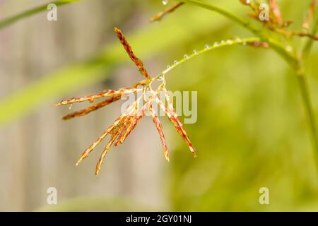 Poaceae or Gramineae many species. It is beaitiful and outstanding. Stock Photo