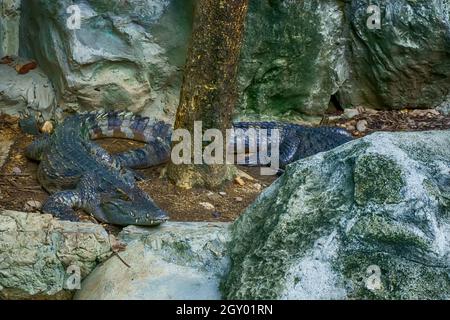 The siamese crocodile in a pond in a forest model. Stock Photo