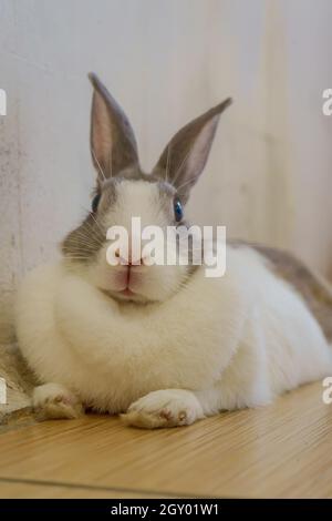 The rabbit lying on the floor tiles Stock Photo - Alamy