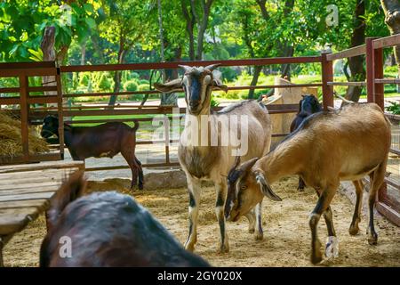 The many goat in the stable. Stock Photo