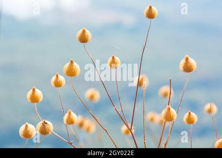 Poaceae or Gramineae many species. It is beaitiful and outstanding. Stock Photo