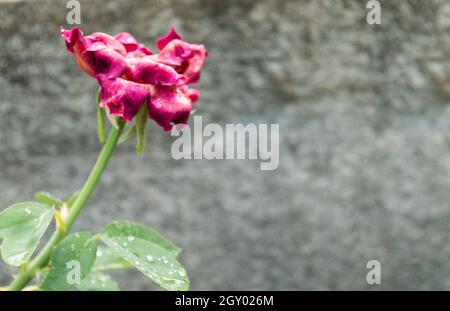 A Dried Rose flower plant against concreate wall background. Faded Condition. Vintage style. Sad Nostalgia Concept. Copy space room for text. Stock Photo
