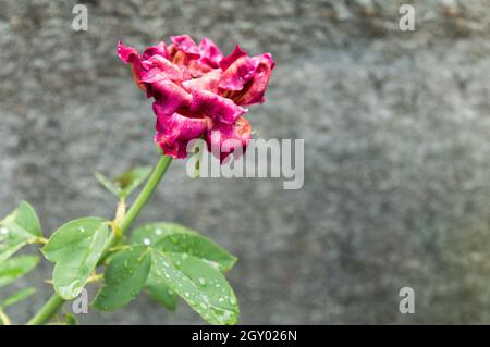 A Dried Rose flower plant against concreate wall background. Faded Condition. Vintage style. Sad Nostalgia Concept. Copy space room for text. Stock Photo