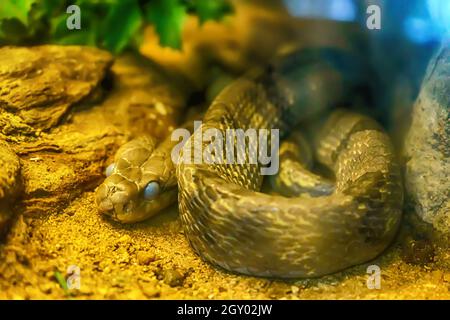 Dog-toothed cat snake curve on the sand. Stock Photo