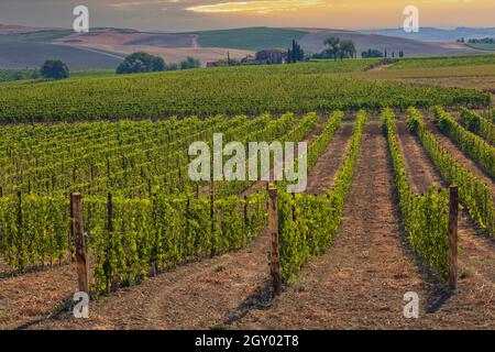 Tuscany's most famous vineyards near town Montalcino in Italy Stock Photo