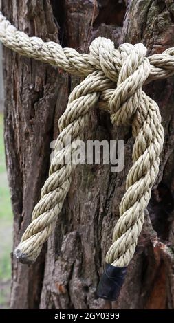 A brown rope knotted securely to a sturdy tree trunk. Close-up of the knot. Rope around the tree trunk. Wonderful natural environment. Close-up climbi Stock Photo