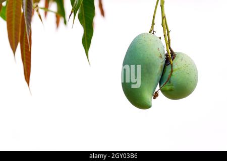 Green mango pairs on the tree on a white background. Stock Photo
