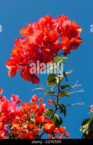 paper plant, four-o'clock (Bougainvillea-Hybride), orange-red flowers against blue sky, Turkey Stock Photo