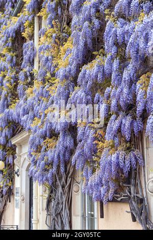 Chinese wisteria (Wisteria sinensis), blooming Stock Photo