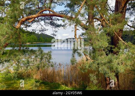 Lake Roofen, nature reserve Stechlin, Germany, Brandenburg, Menz Stock ...