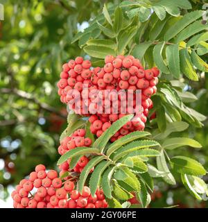 European mountain-ash, rowan tree (Sorbus aucuparia var edulis), fruiting branch Stock Photo
