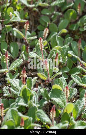 net-leaved willow, netted willow, net-veined willow (Salix reticulata), blooming, Switzerland Stock Photo