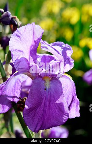 Deutsche Schwertlilie (Iris × germanica), auch RitterSchwertlilie
