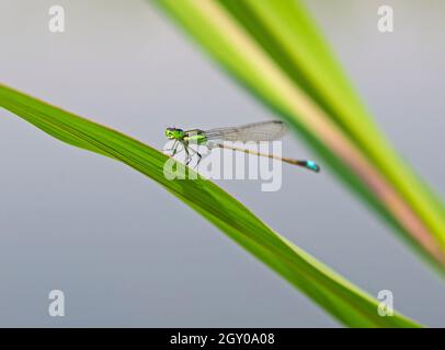 Closeup macro detail of small pincertail dragonfly onychogomphus forcipatus on green leaf in garden Stock Photo