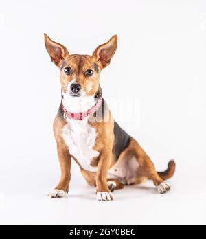 Isolated happy brown white and black dog with red collar isolated on white background. Stock Photo