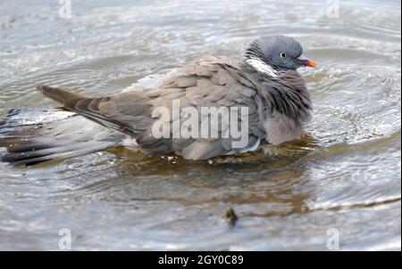 SLIMBRIDGE AUGUST 2009 WOOD PIGEON BATHING PIC MIKE WALKERWOOD Stock Photo