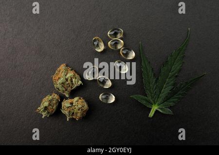 Medicinal cannabis buds, fresh leaf and cbd oil. Marijuana oil in medical capsules isolated on black background. Stock Photo