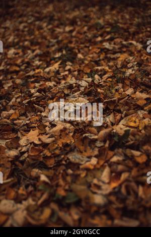 Yellow fallen dry maple leaves on the ground in the forest Stock Photo