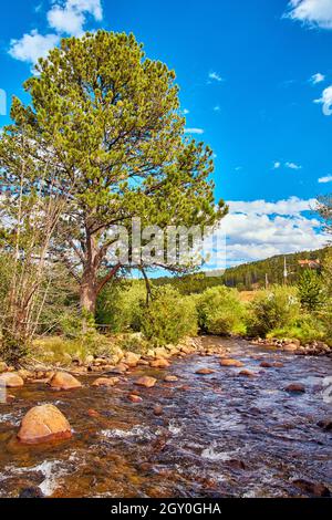 Large tree on small creek river with blue sky Stock Photo