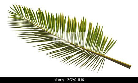 Colored realistic palm leaves isolated on white. Branch of palm tree for composing a collage. Vector illustration. Stock Vector
