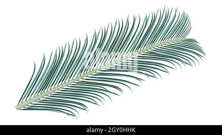 Elegant colored realistic palm branch isolated on white. Palm leaves for collage. Vector illustration. Stock Vector