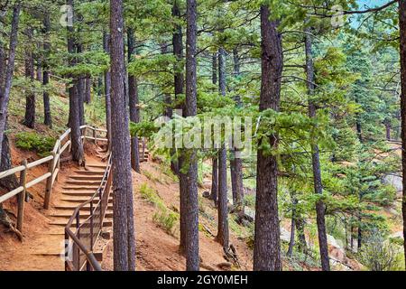 Walking path through the forest majestic pine trees and needles Stock Photo